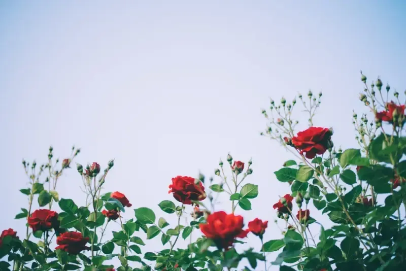 Jakie róże pnące wybrać na pergole i altany?