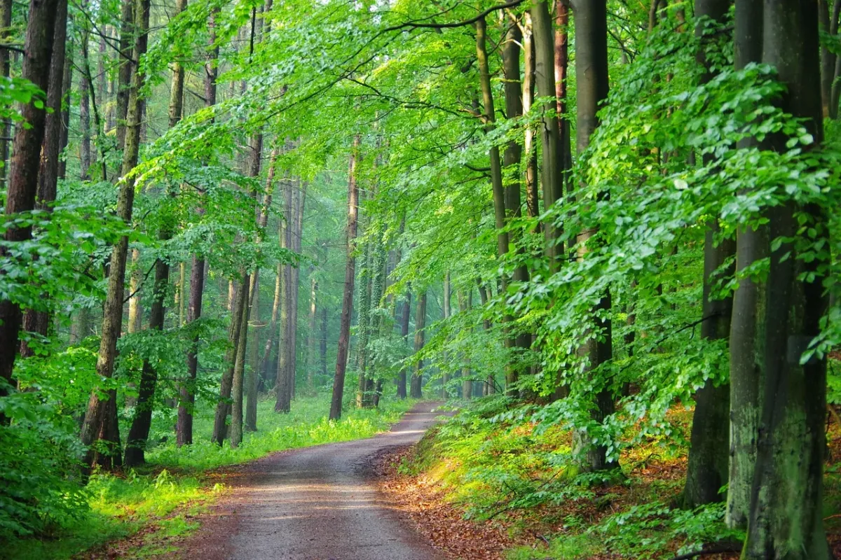 Naturalny las z gęsto rosnącymi drzewami, podkreślający piękno i ekosystem leśny.