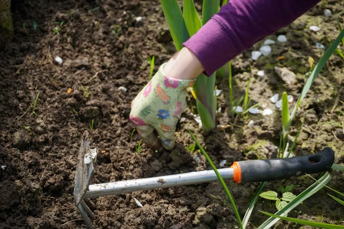 Osoba przekopująca ziemię w ogrodzie za pomocą szpadla, przygotowująca grządki pod uprawę roślin.